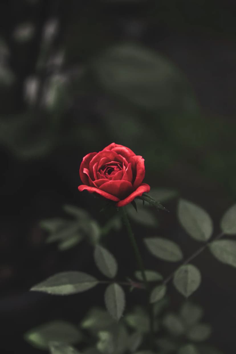 abikphotography flower 7109258