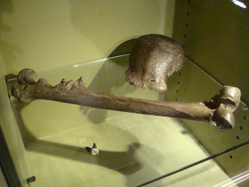 pithecanthropuserectus petermaasnaturalis