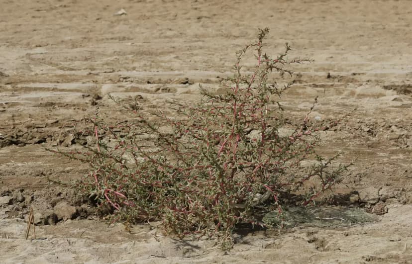 salsola soda photo1jpg