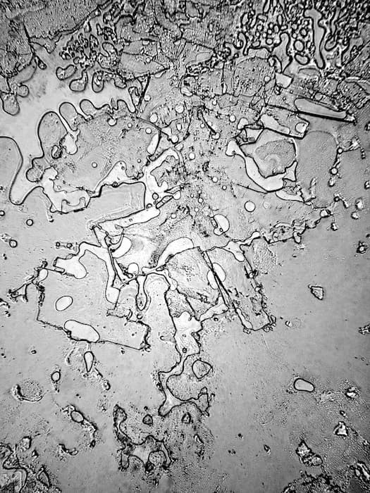 rose lynn fisher laughing